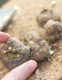 Menu Deer Resistant Cut Flower Garden Collection -Gardening Series Store 77253 liatris 2