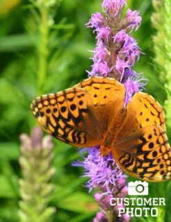 Menu Deer Resistant Cut Flower Garden Collection -Gardening Series Store 77253 liatris 4