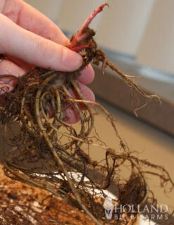 Menu Mid Summer Perennial Collection -Gardening Series Store 77255 magnus purple coneflower 2