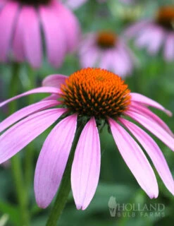 Menu Mid Summer Perennial Collection -Gardening Series Store 77255 magnus purple coneflower
