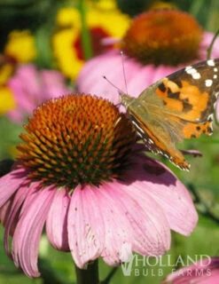 Menu Mid Summer Perennial Collection -Gardening Series Store 77255 magnus purple coneflower 3