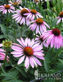 Menu Mid Summer Perennial Collection -Gardening Series Store 77255 magnus purple coneflower 4