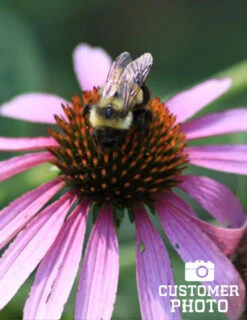 Menu Mid Summer Perennial Collection -Gardening Series Store 77255 magnus purple coneflower 5