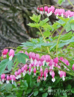 Menu Bleeding Hearts Collection -Gardening Series Store 77256 bleeding hearts 2 2