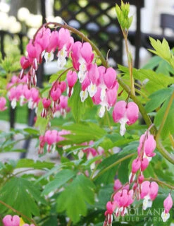 Menu Deer Resistant Shade Garden Collection -Gardening Series Store 77256 bleeding hearts