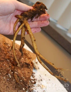 Menu Deer Resistant Shade Garden Collection -Gardening Series Store 77256 pink bleeding hearts 4