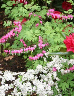 Menu Bleeding Hearts Collection -Gardening Series Store 77256 pink bleeding hearts 5 2