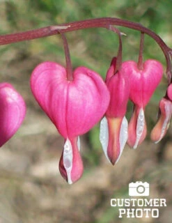 Menu Bleeding Hearts Collection -Gardening Series Store 77256 pink bleeding hearts 6 2