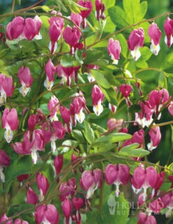 Menu Easy Complete Shade Garden -Gardening Series Store 77260 pink bleeding hearts value pack