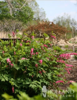 Menu Easy Complete Shade Garden -Gardening Series Store 77260 pink bleeding hearts value pack 3