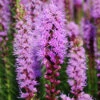 Menu Bulk Liatris Or Gayfeather (100 Bulbs)