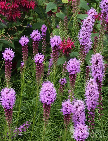 Menu Bulk Liatris Or Gayfeather (100 Bulbs) 4 Menu Bulk Liatris Or Gayfeather (100 Bulbs) - Image 2
