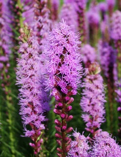 Menu Bulk Liatris Or Gayfeather (100 Bulbs)