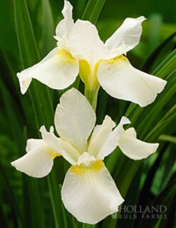 Menu Summer Moonlight Garden Flowers Collection -Gardening Series Store 77271 white swirl siberian iris 1