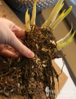 Menu Summer Moonlight Garden Flowers Collection -Gardening Series Store 77271 white swirl siberian iris 2 1