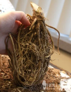 Menu Red, White And Blue Shade Garden -Gardening Series Store 77275 big daddy hosta 2 1