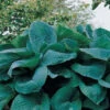 Menu Big Daddy Hosta -Gardening Series Store 77275 big daddy hosta 3