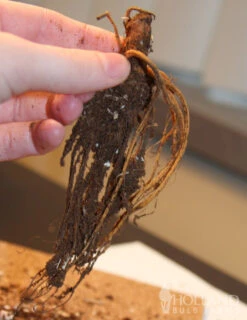 Menu Peppy Shade Garden Collection 14 Menu Peppy Shade Garden Collection -Gardening Series Store 77276 birch double cranesbill 2 1