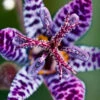 Menu Blue Wonder Toad Lily -Gardening Series Store 77277 blue wonder toad lily 2 3