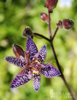 Menu Easy Complete Shade Garden -Gardening Series Store 77277 blue wonder toad lily 3