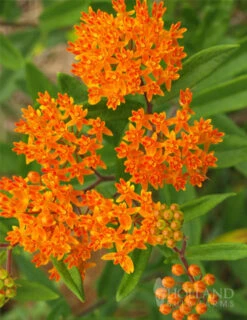 Menu Sunny Perennial Mailbox Garden -Gardening Series Store 77279 butterfly weed 1
