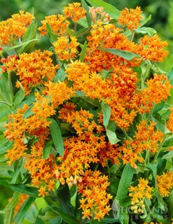 Menu Spring To Summer Garden Collection -Gardening Series Store 77279 butterfly weed 3 2