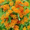 Menu Butterfly Weed 1 Menu Butterfly Weed -Gardening Series Store 77279 butterfly weed 3 3