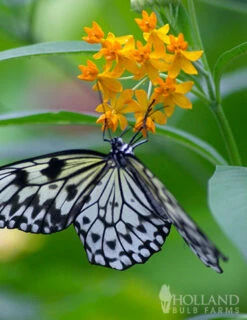 Menu Butterfly Weed -Gardening Series Store 77279 butterfly weed 4 3