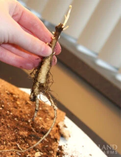 Menu Spring To Summer Garden Collection -Gardening Series Store 77279 butterfly weed 5 2