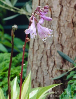 Menu Hosta Collectors Garden Collection -Gardening Series Store 77280 cherry berry hosta 2 1