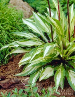 Menu Hosta Collectors Garden Collection -Gardening Series Store 77280 cherry berry hosta 4 1