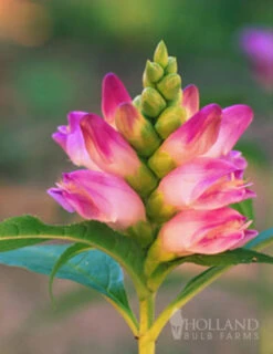 Menu Best Perennials For Wet Soil 26 Menu Best Perennials For Wet Soil -Gardening Series Store 77291 rose turtlehead 2 1