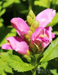 Menu Shady Blooms Spring Through Summer Collection -Gardening Series Store 77291 rose turtlehead