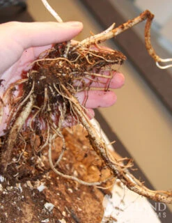 Menu Best Perennials For Wet Soil 27 Menu Best Perennials For Wet Soil -Gardening Series Store 77291 rose turtlehead 3 1