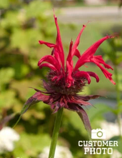 Menu Bridget's Vibrant Sun Perennial Trio 25 Menu Bridget's Vibrant Sun Perennial Trio -Gardening Series Store 77301 fireball bee balm 2