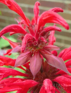 Menu Bridget's Vibrant Sun Perennial Trio 24 Menu Bridget's Vibrant Sun Perennial Trio -Gardening Series Store 77301 fireball bee balm