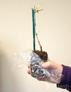 Menu Dropmore Scarlet Honeysuckle -Gardening Series Store 77302 dropmore scarlet honeysuckle 2