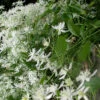 Menu Sweet Autumn Clematis -Gardening Series Store 77304 sweet autumn clematis