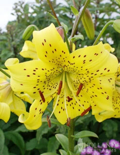 Menu Glowing Sunshine Lily Collection -Gardening Series Store 77311 pearl jennifer tiger lily 3 2