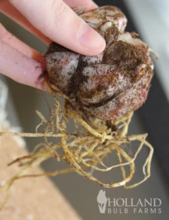 Menu Tiger Lily Collection -Gardening Series Store 77312 pink flavour tiger lily 2