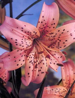 Menu Tiger Lily Collection -Gardening Series Store 77312 pink flavour tiger lily