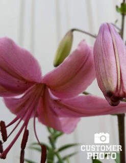 Menu Tiger Lily Collection -Gardening Series Store 77312 pink flavour tiger lily 3