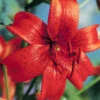 Menu Red Tiger Lily -Gardening Series Store 77313 red tiger lily 1