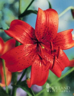 Menu Tiger Lily Collection -Gardening Series Store 77313 red tiger lily 4