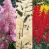 Menu Astilbe Collection -Gardening Series Store 77315 astilbe collection