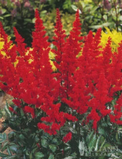 Menu Astilbe Collection -Gardening Series Store 77315 astilbe collection 2