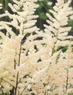 Menu Astilbe Collection -Gardening Series Store 77315 astilbe collection 3