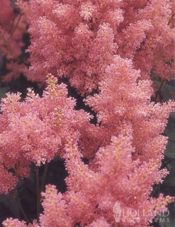 Menu Astilbe Collection -Gardening Series Store 77315 astilbe collection 4