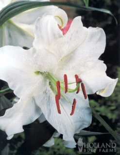 Menu White Stargazer Lily Collection 19 Menu White Stargazer Lily Collection -Gardening Series Store 77318 white stargazer lily collection 2