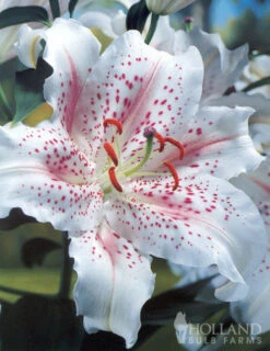 Menu White Stargazer Lily Collection 20 Menu White Stargazer Lily Collection -Gardening Series Store 77318 white stargazer lily collection 3